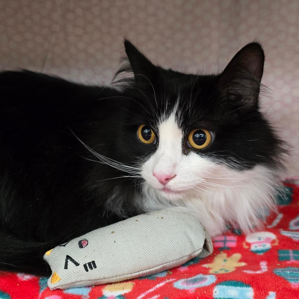 Magic, Adoptable, Senior Male Domestic Long Hair.