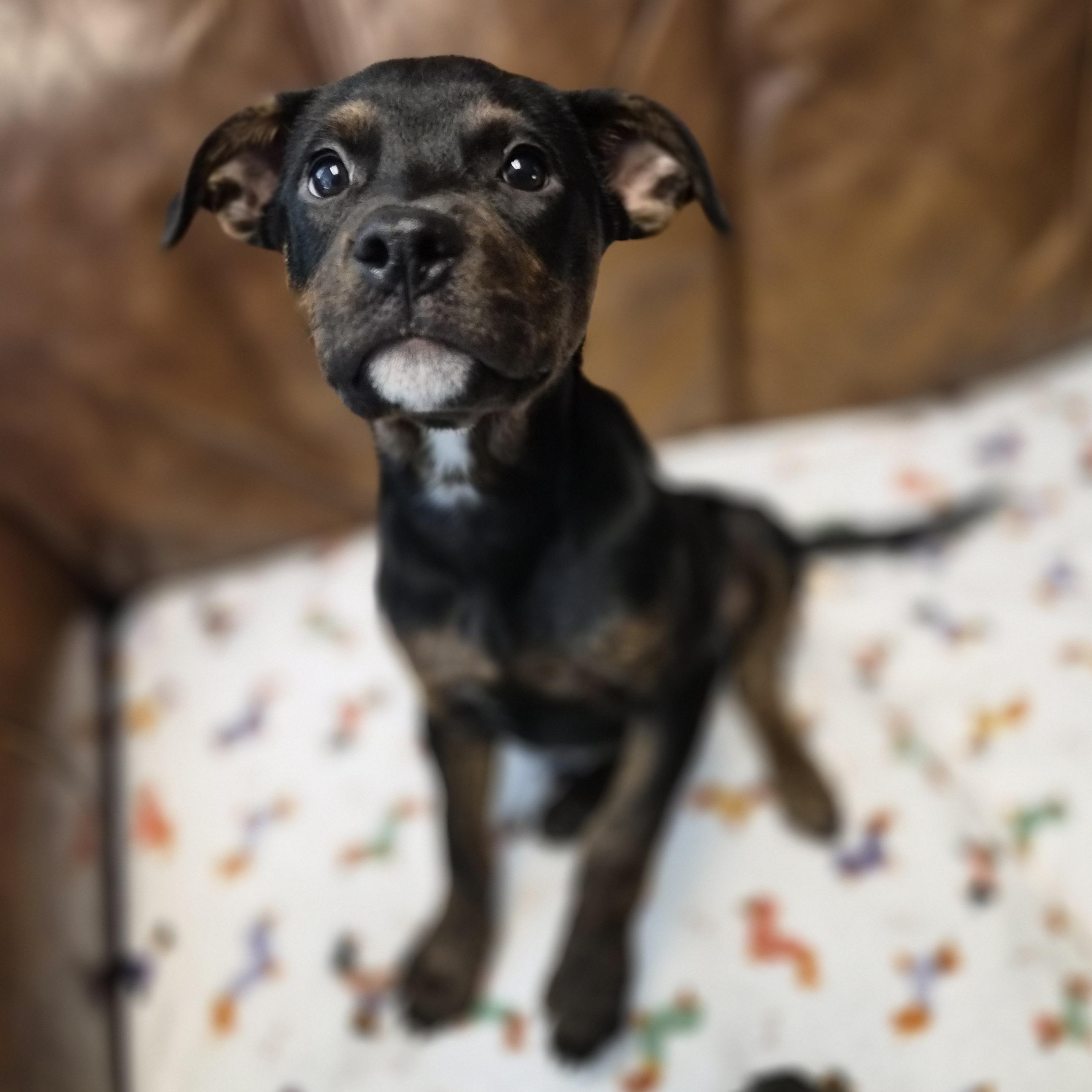 Nova, a ADOPTABLE mixed breed in Cornelius, NC image 1/3