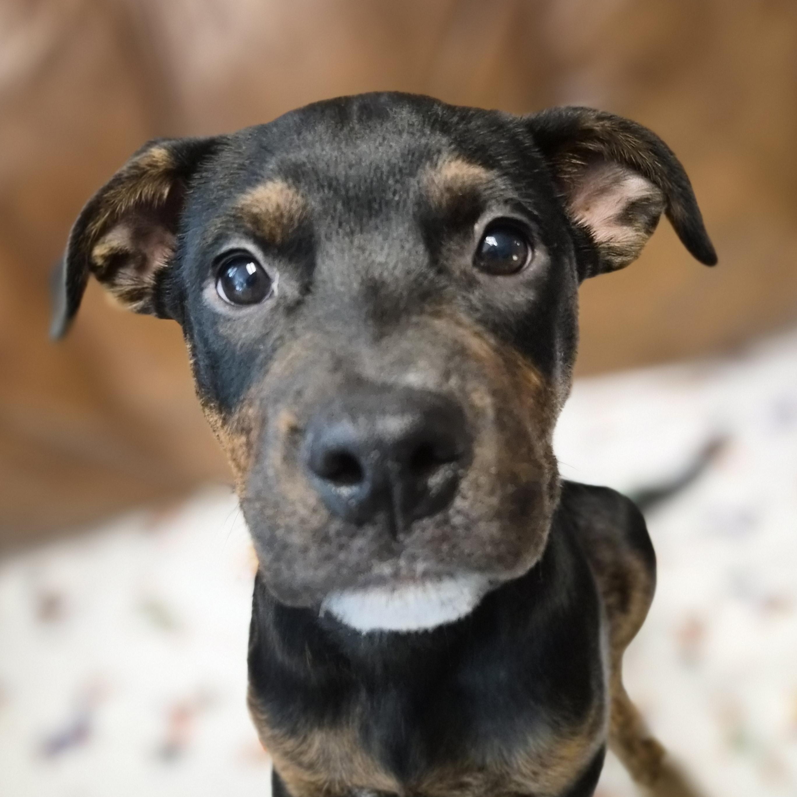 Nova, a ADOPTABLE mixed breed in Cornelius, NC image 2/3