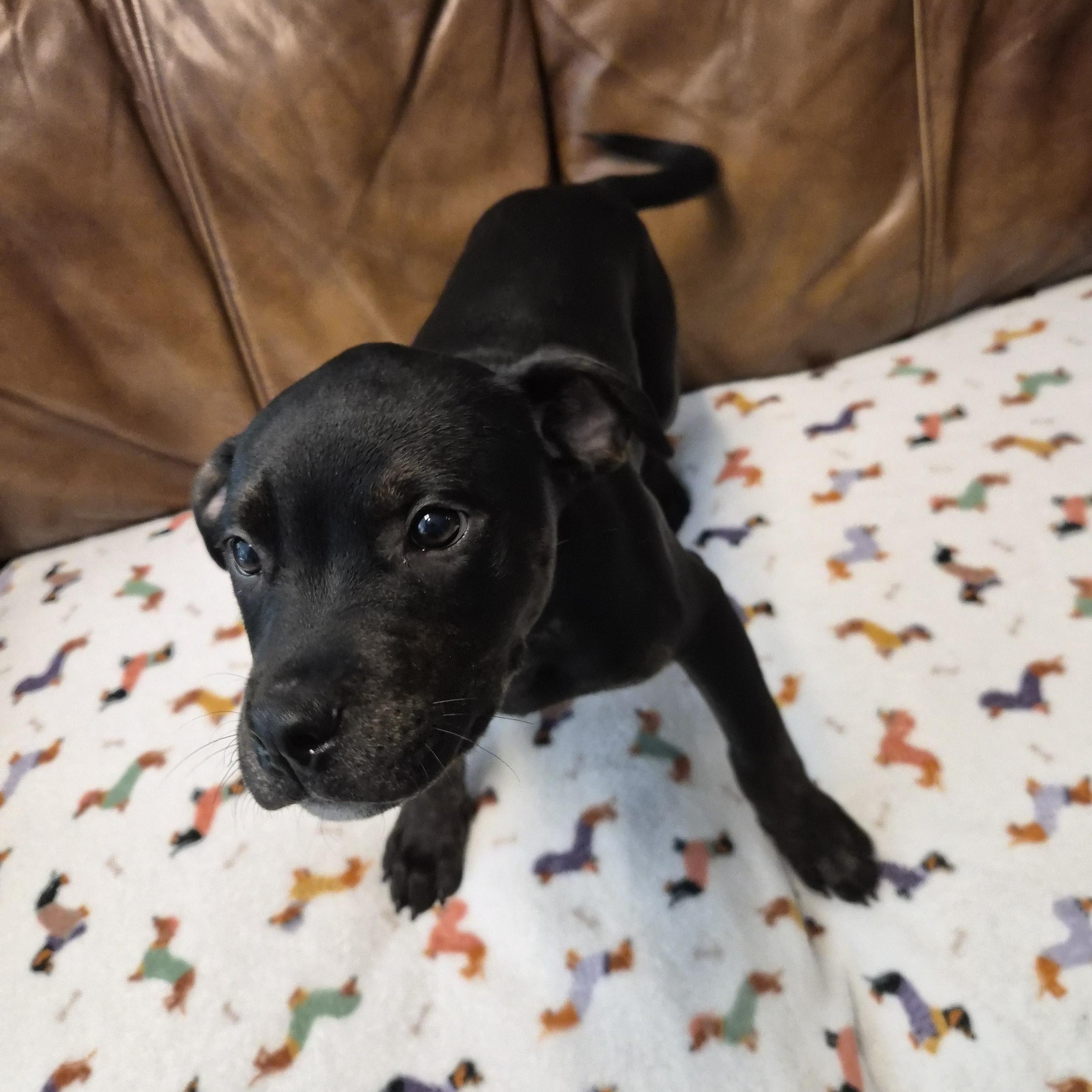 Nova, a ADOPTABLE mixed breed in Cornelius, NC image 3/3