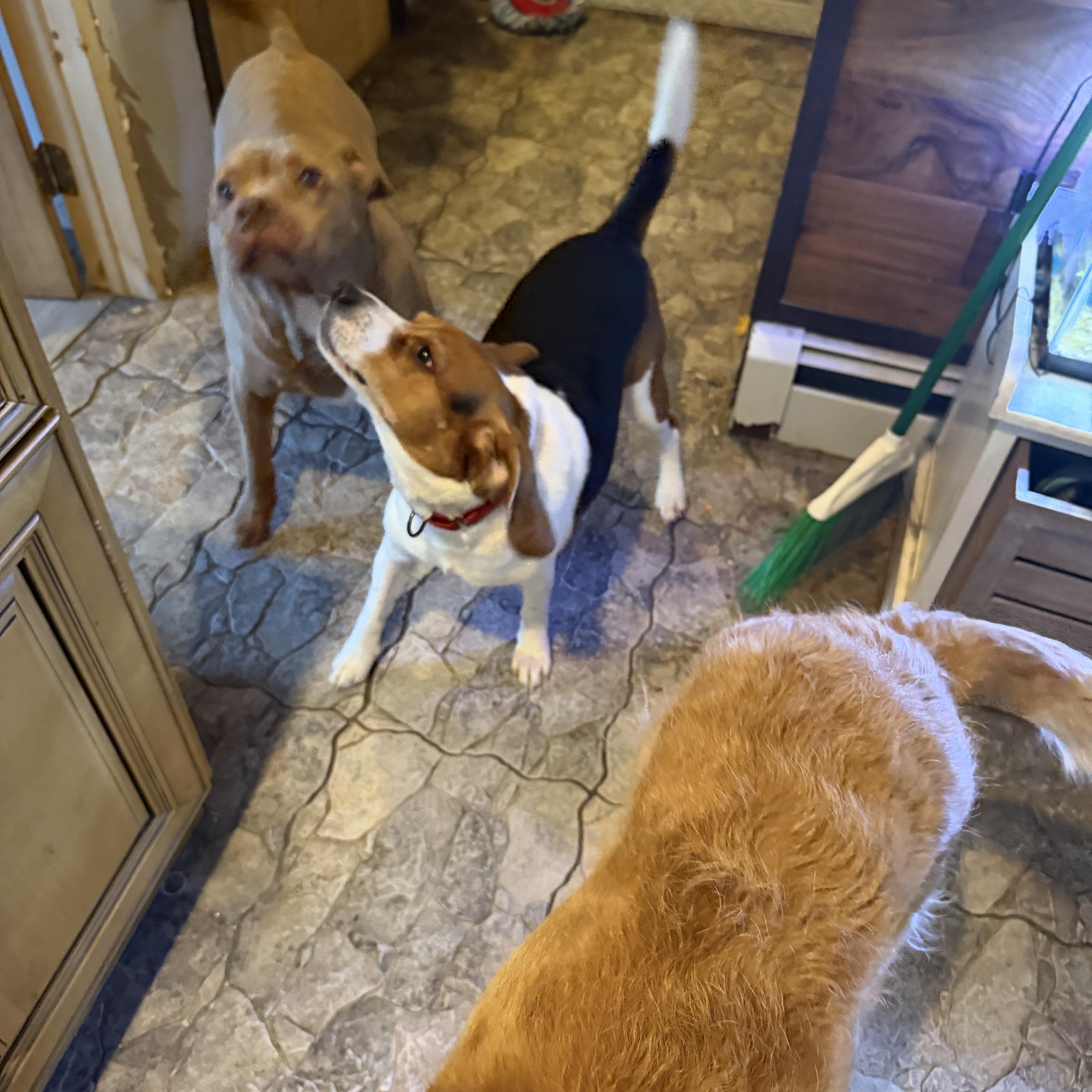 Gemini, an adopted mixed breed in Athens, NY image 3/4