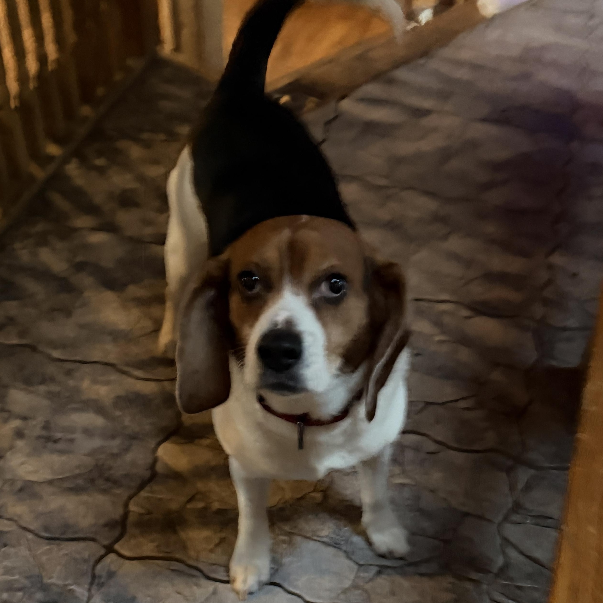 Gemini, an adopted mixed breed in Athens, NY image 2/4