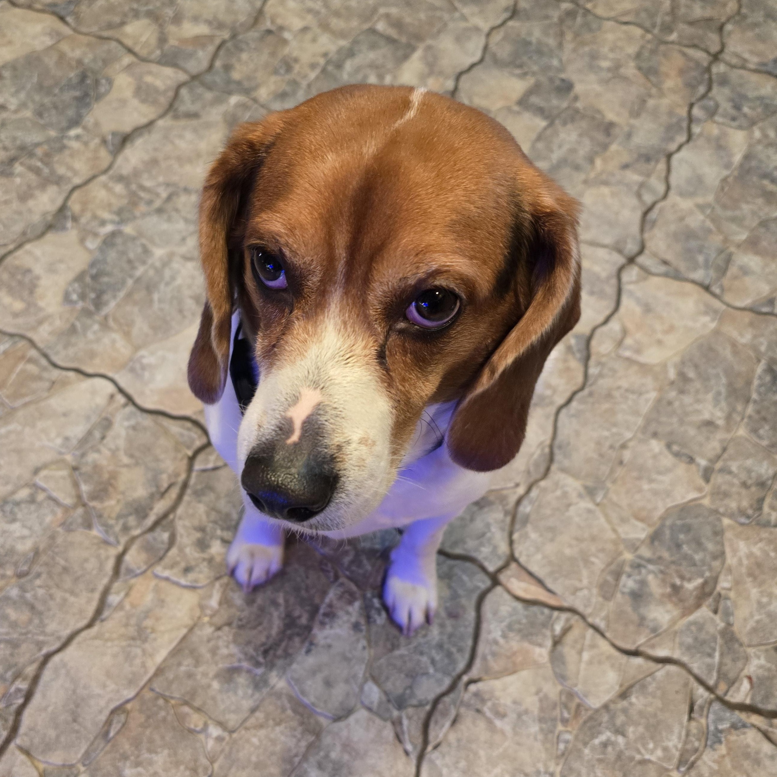 Gemini, adopted, Adult Male Beagle.
