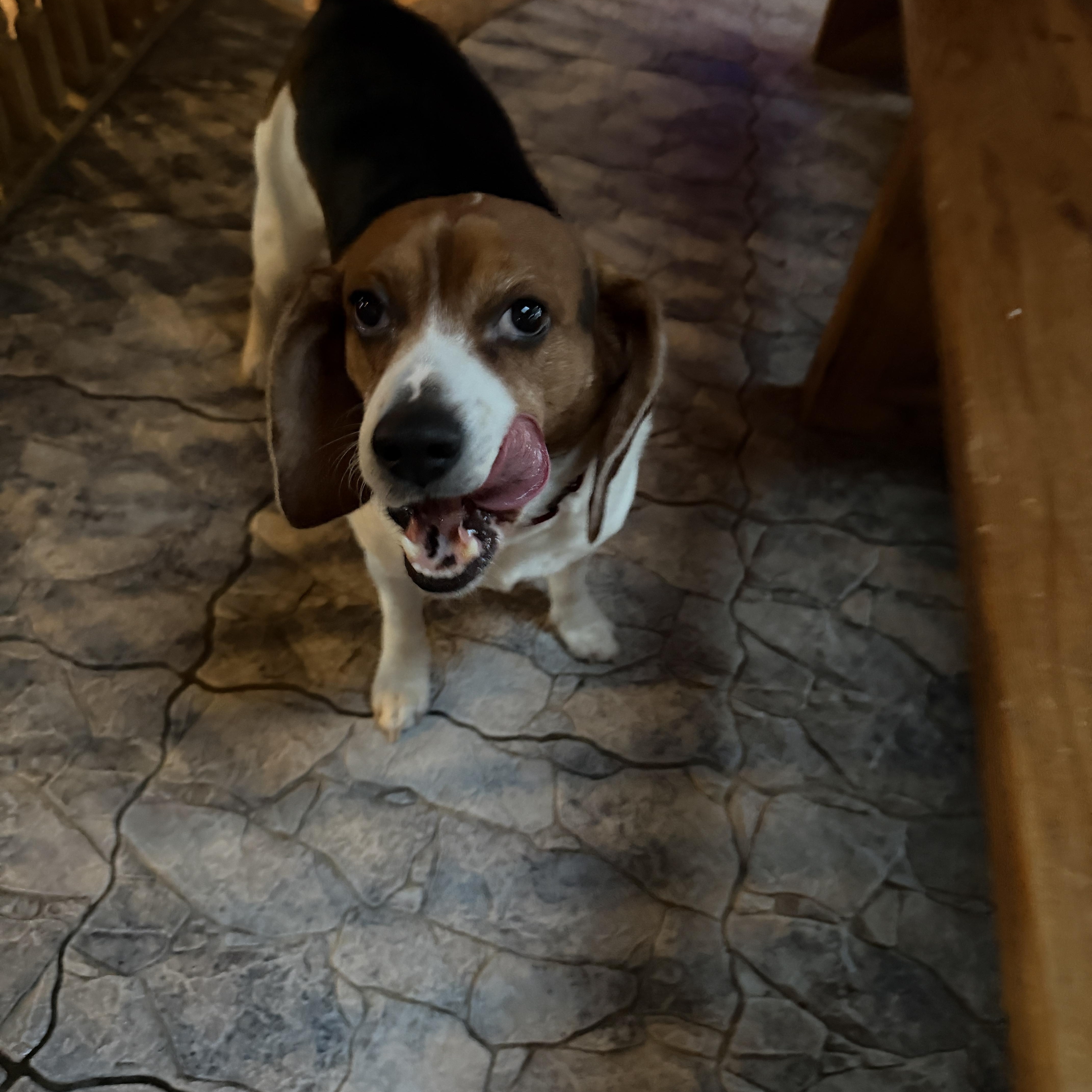 Gemini, an adopted mixed breed in Athens, NY image 4/4