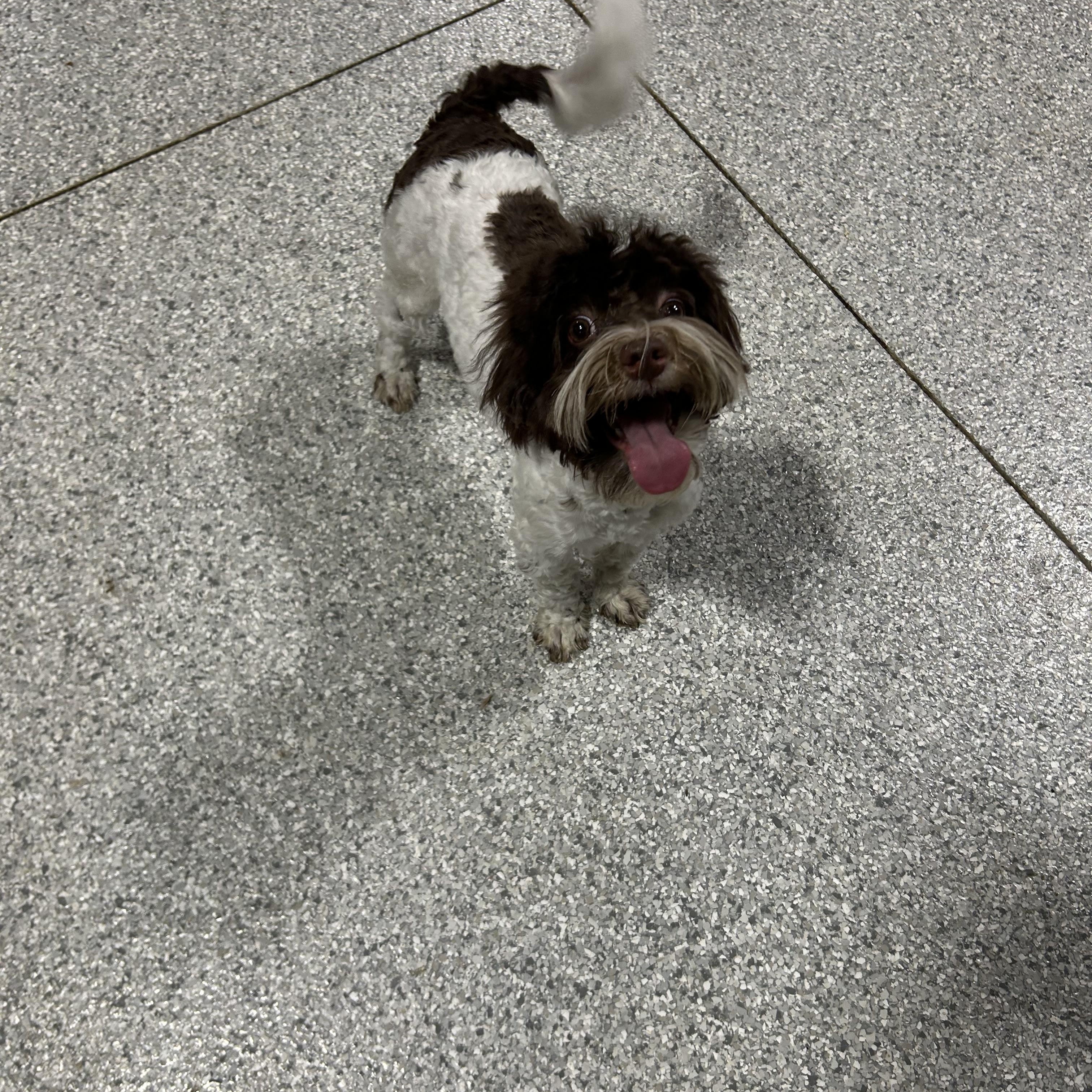 Vinnie , Adoptable, Young Male Havanese.