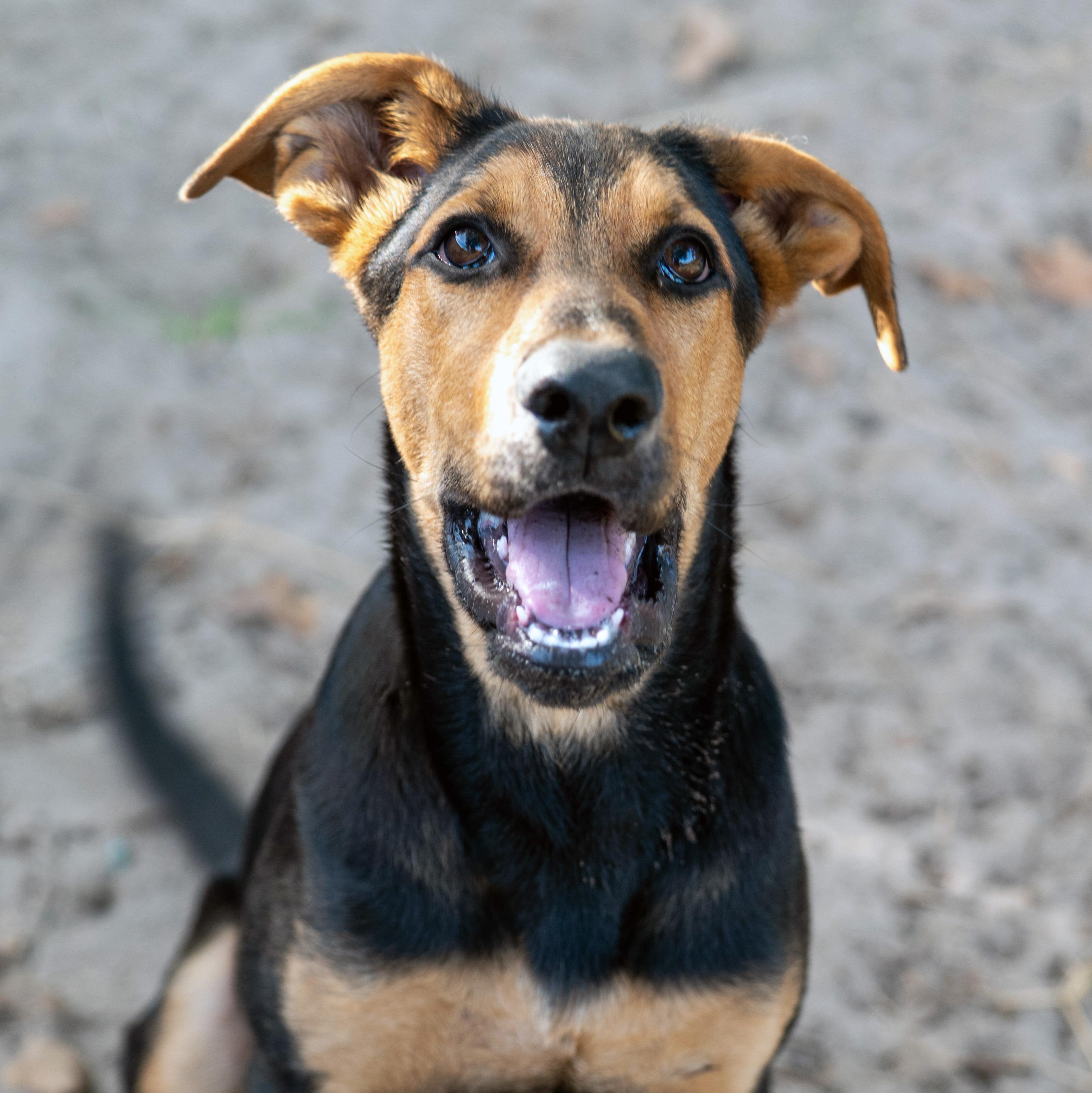Clara, Adopted, Puppy Female Mixed Breed.