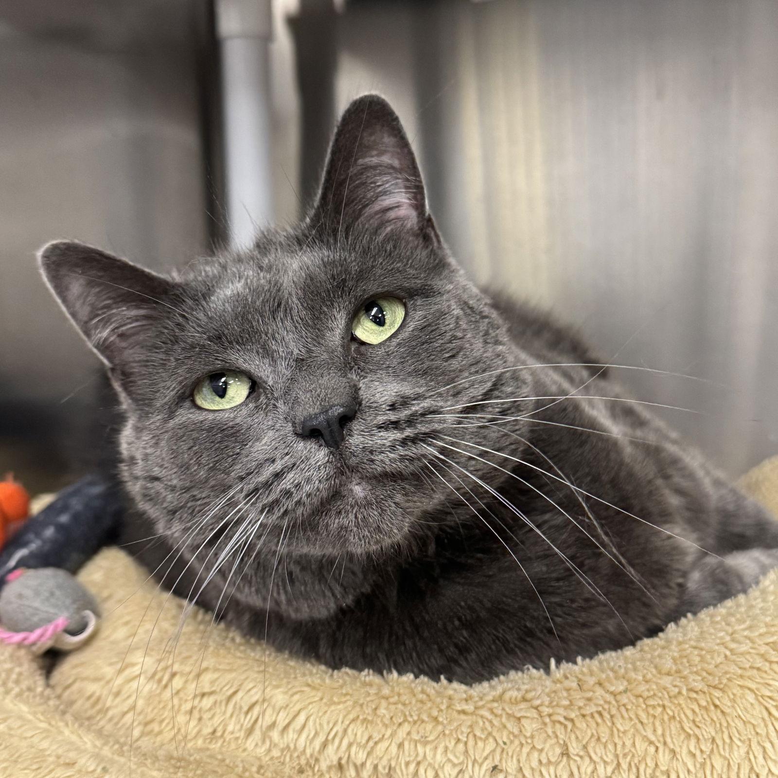 Stonie, a Adopted Domestic Short Hair in Winchendon, MA image 1/2