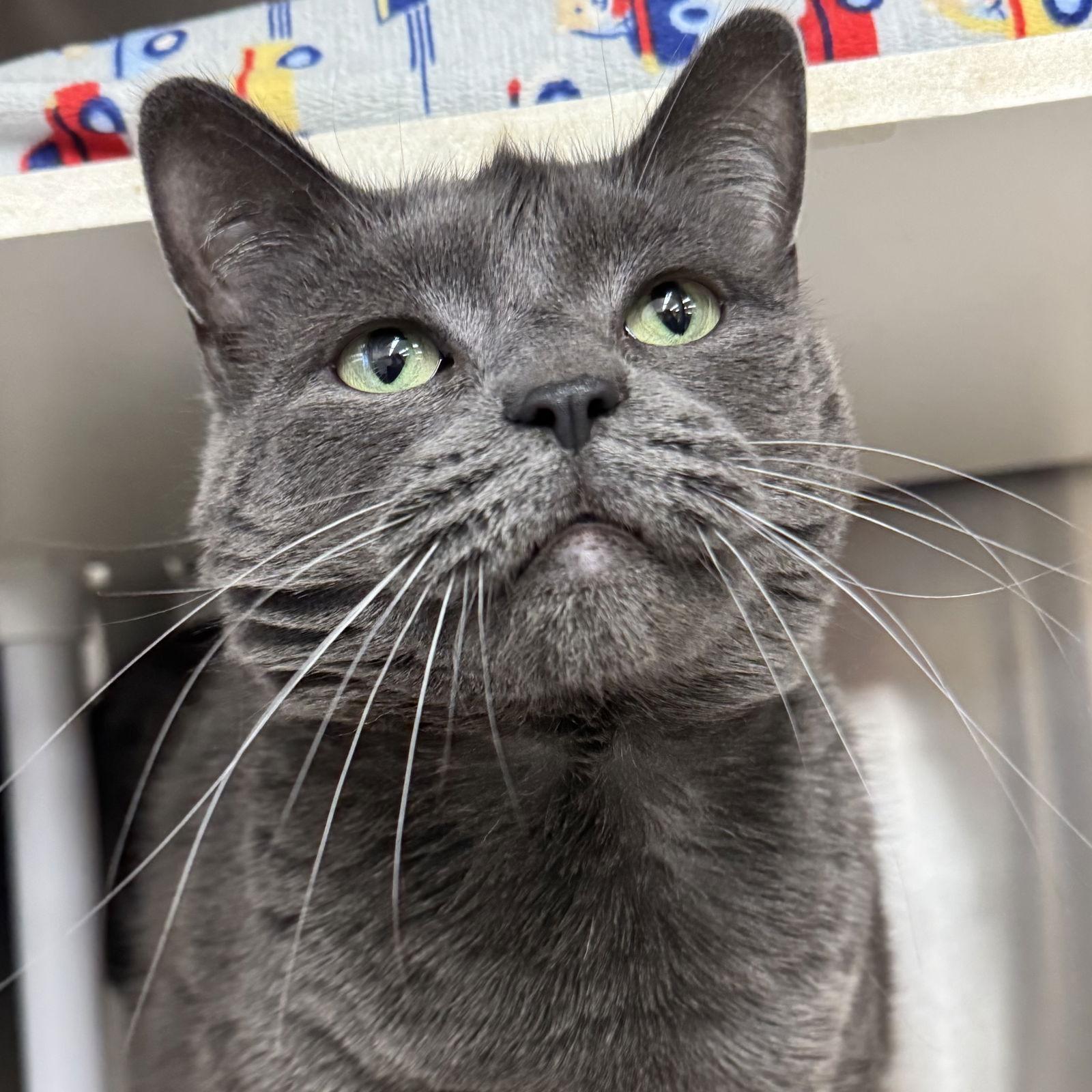 Stonie, a Adopted Domestic Short Hair in Winchendon, MA image 2/2