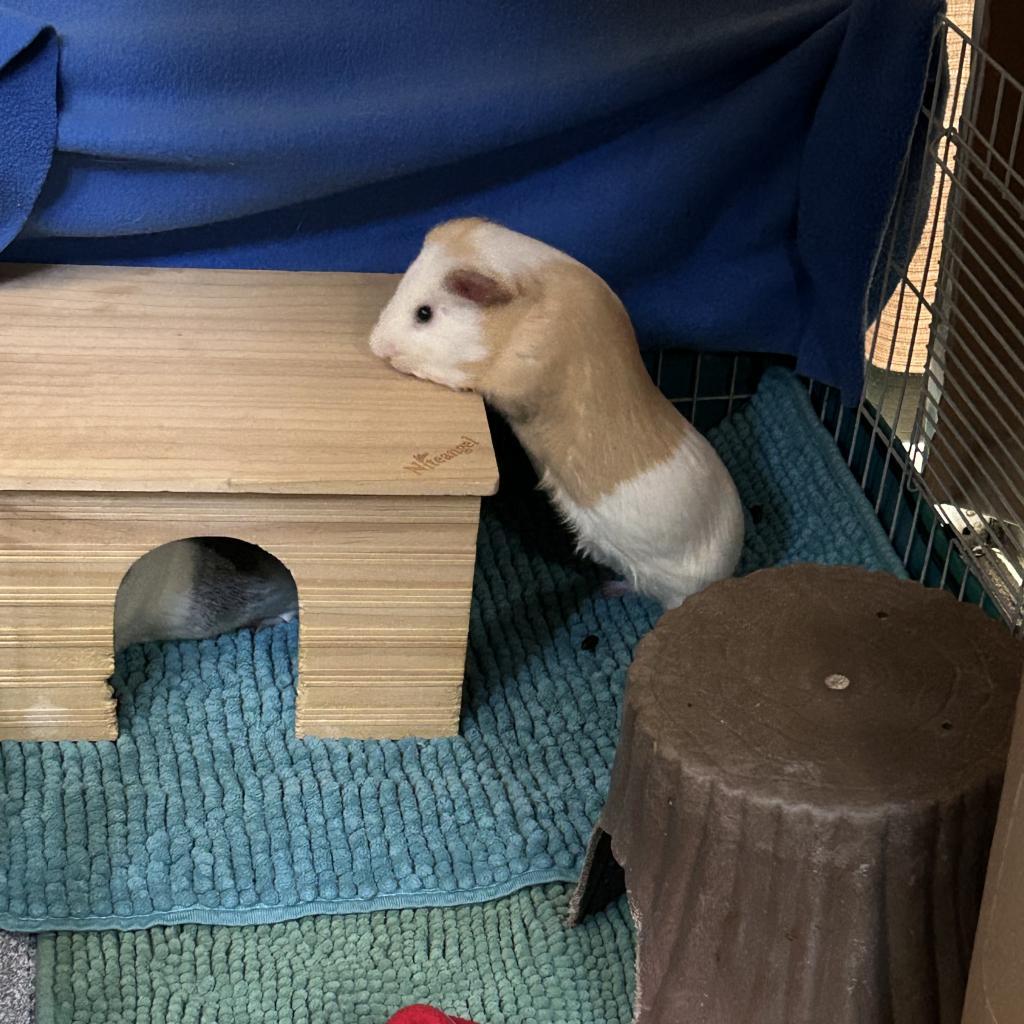 Enlarge Chester, a Adoptable Guinea Pig in Las Vegas, NV image 1/1
