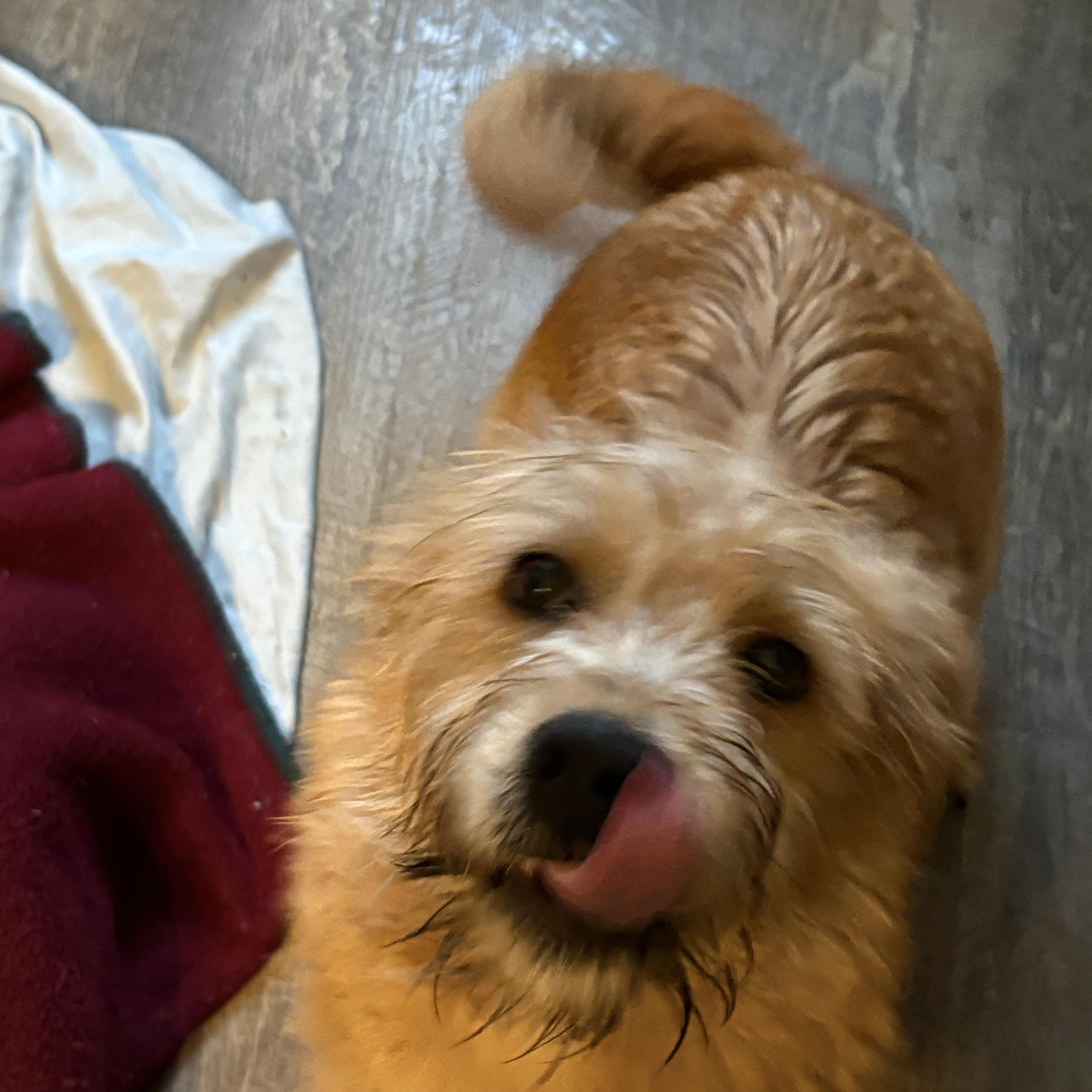 Enlarge Jasper, a ADOPTABLE mixed breed in Eaton Rapids, MI image 3/5