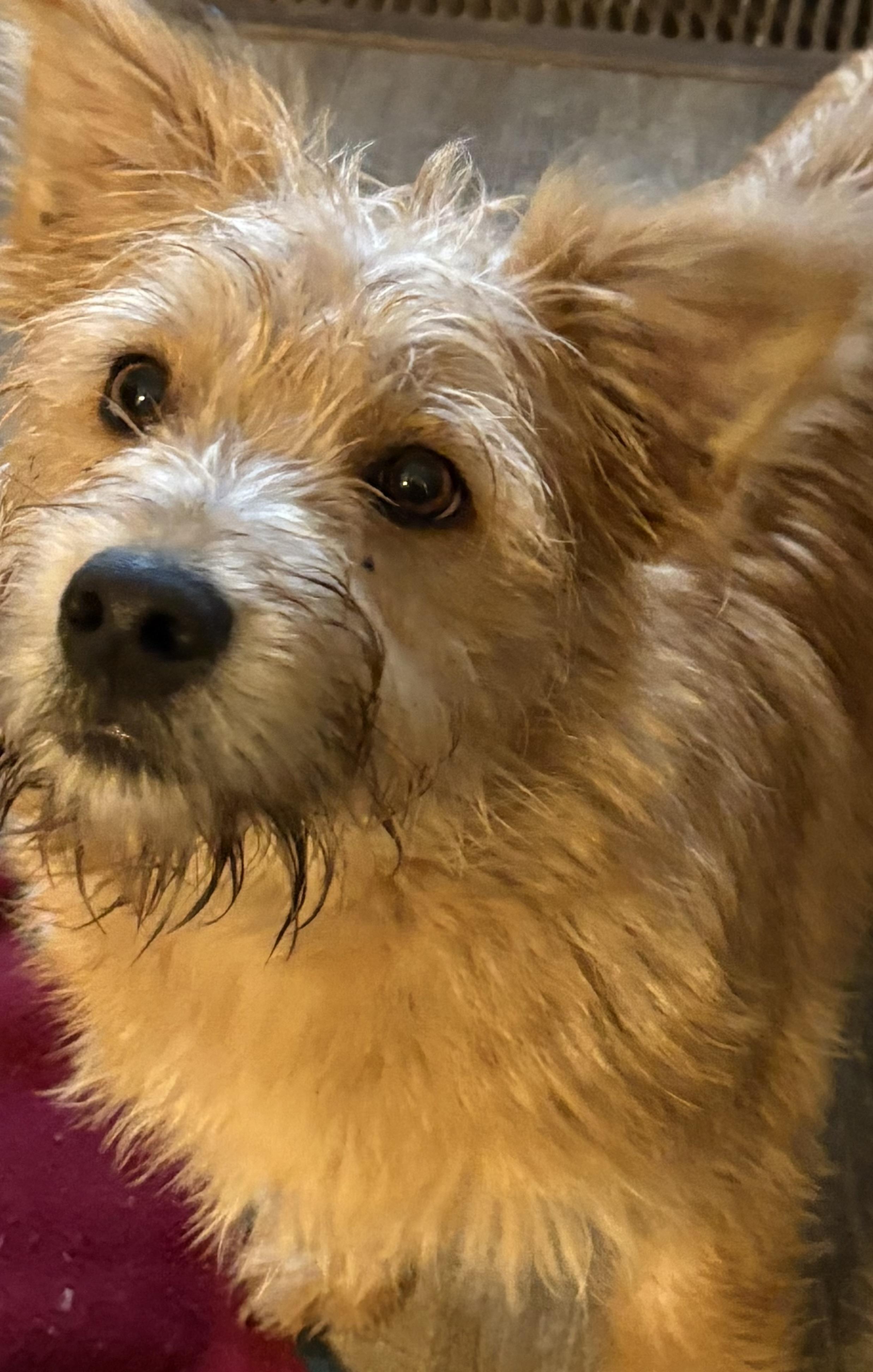 Enlarge Jasper, a ADOPTABLE mixed breed in Eaton Rapids, MI image 1/5