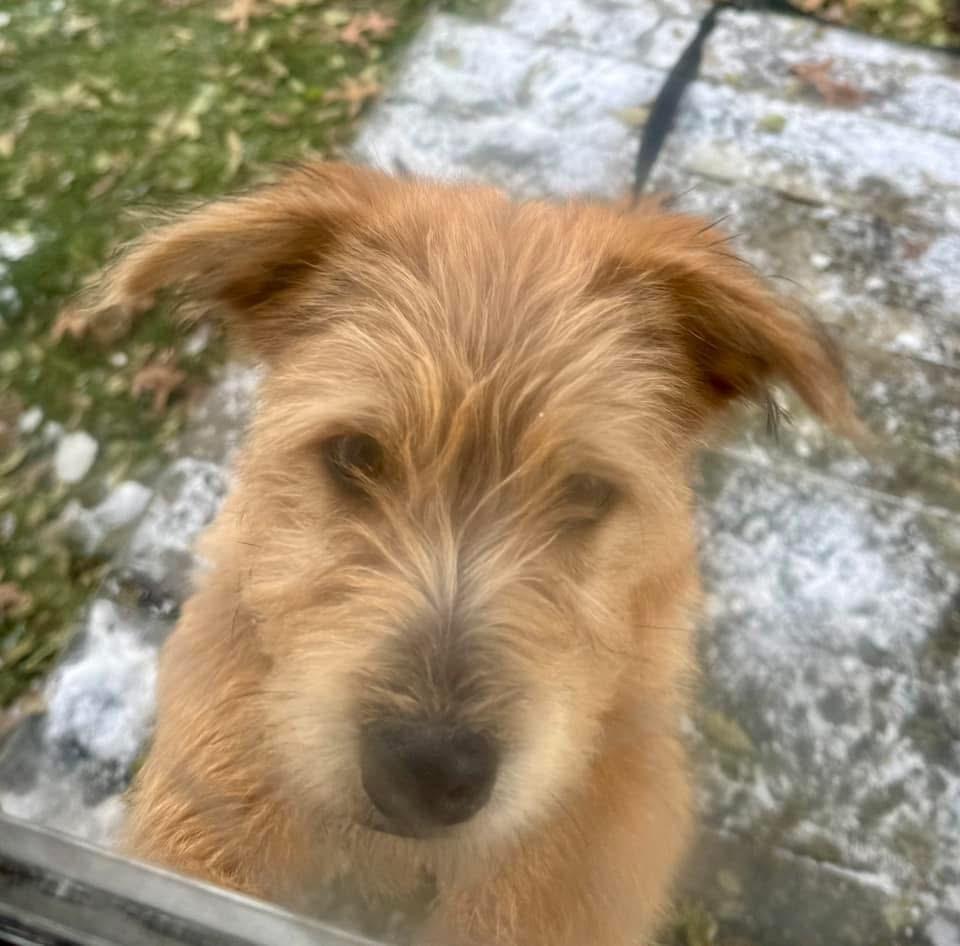 Enlarge Jasper, a ADOPTABLE mixed breed in Eaton Rapids, MI image 4/5