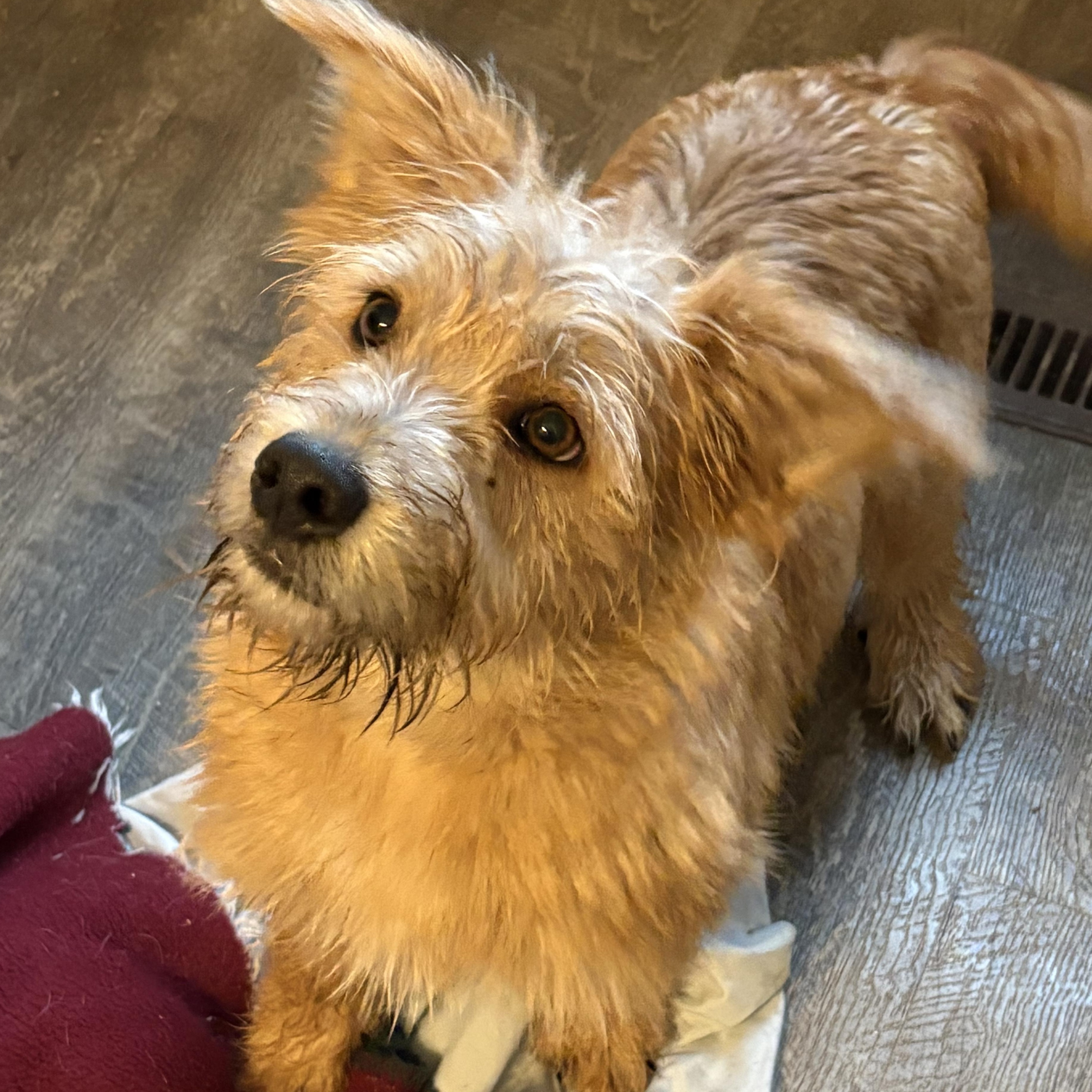 Enlarge Jasper, a ADOPTABLE mixed breed in Eaton Rapids, MI image 2/5