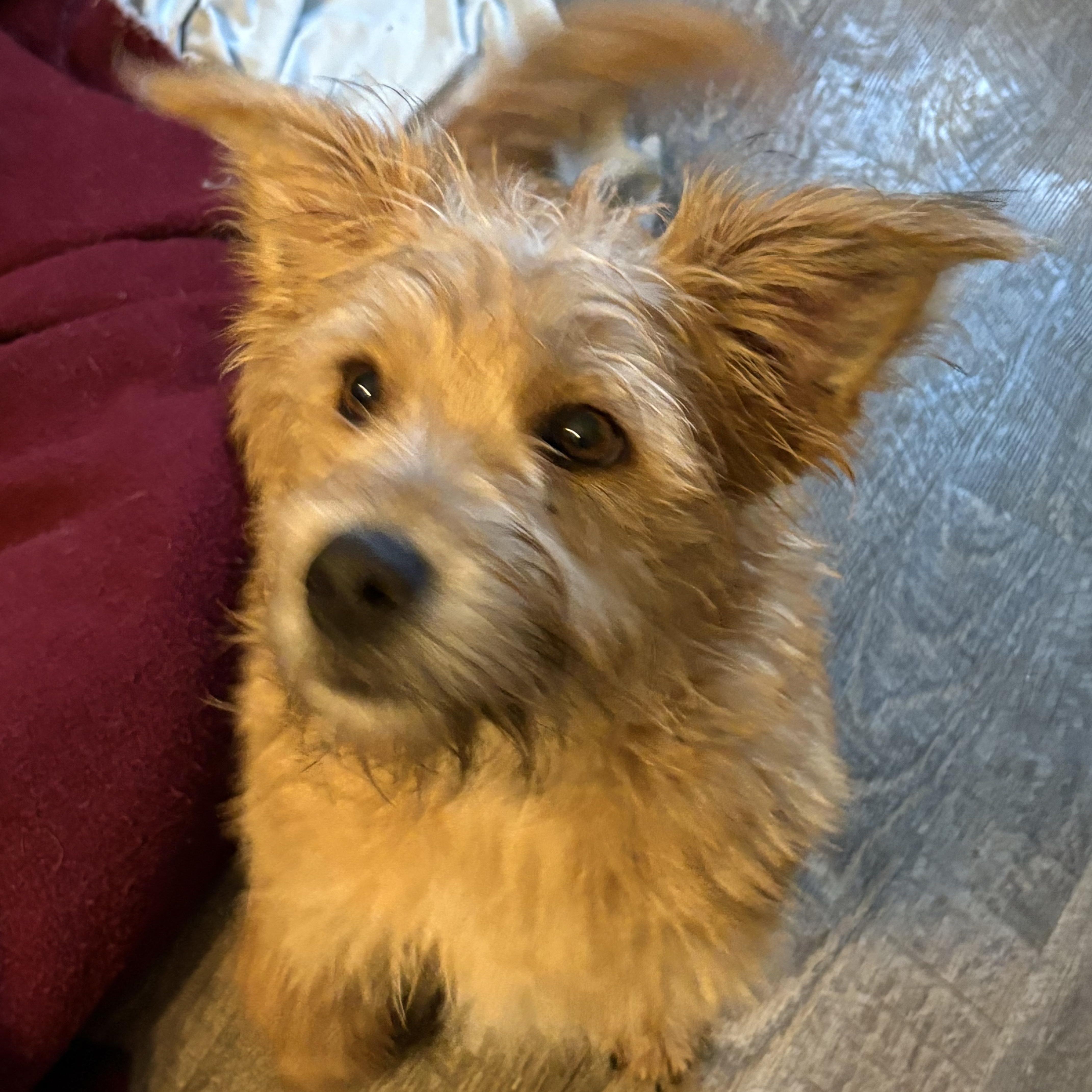 Enlarge Jasper, a ADOPTABLE mixed breed in Eaton Rapids, MI image 5/5