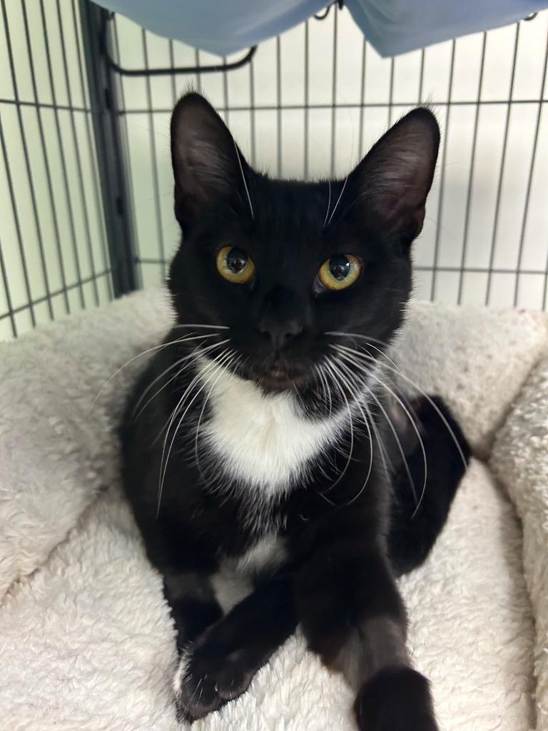 Tap Shoes, Adopted, Kitten Female Domestic Short Hair.