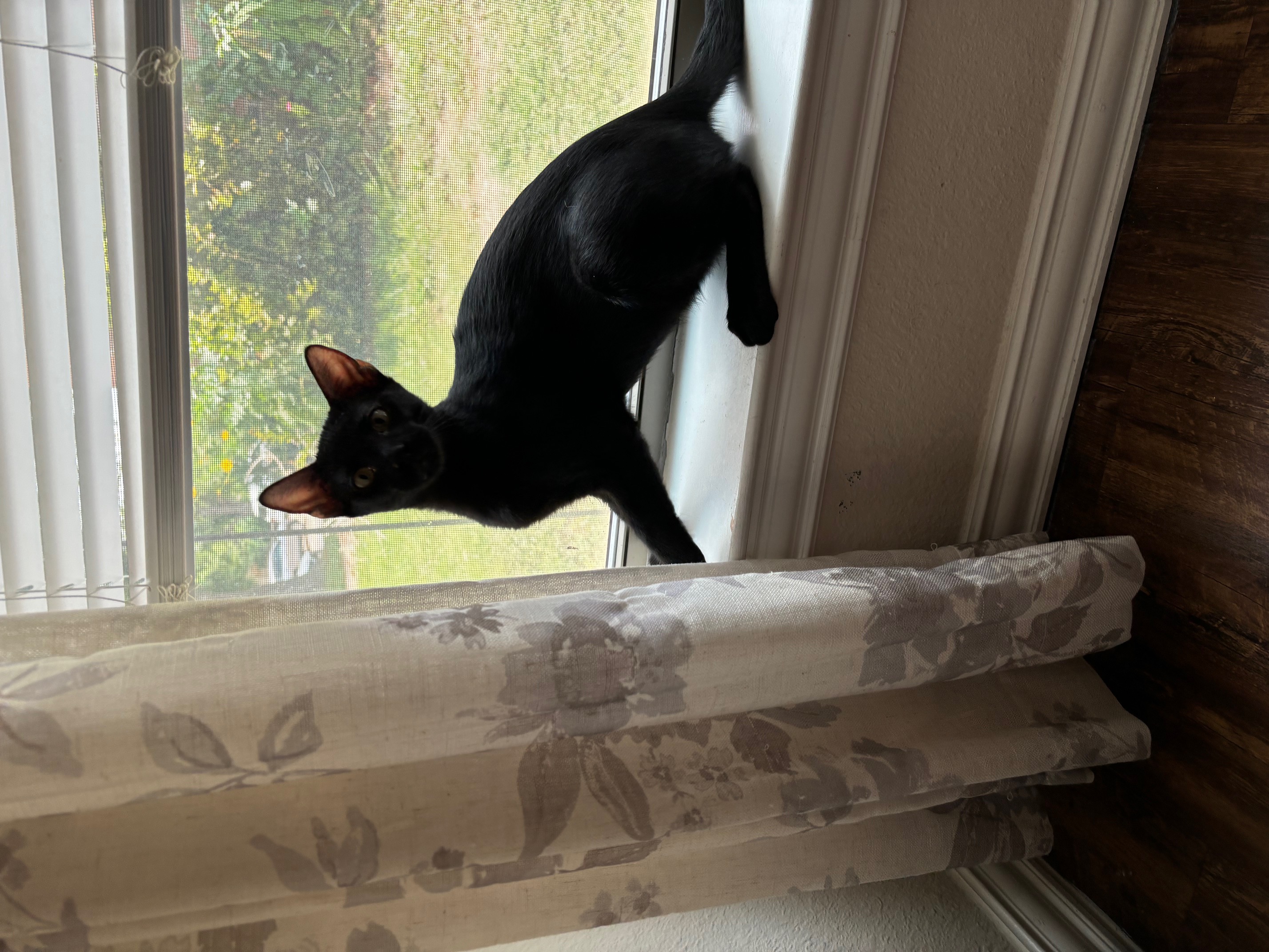 Enlarge Toothless, a Adoptable Domestic Short Hair in Fort Worth, TX image 2/4