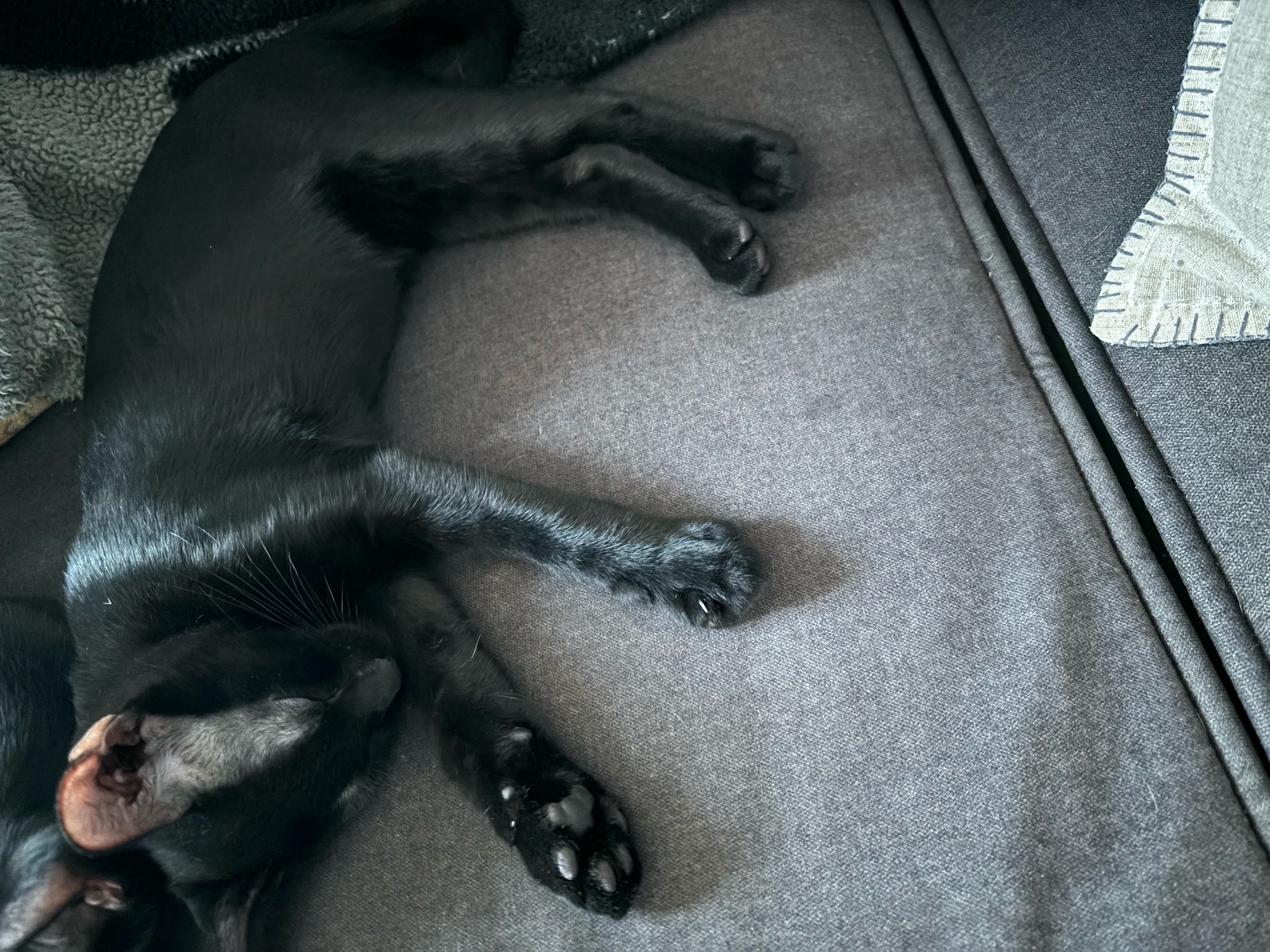 Enlarge Toothless, a Adoptable Domestic Short Hair in Fort Worth, TX image 3/4