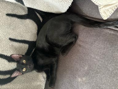 Enlarge Toothless, a Adoptable Domestic Short Hair in Fort Worth, TX image 4/4