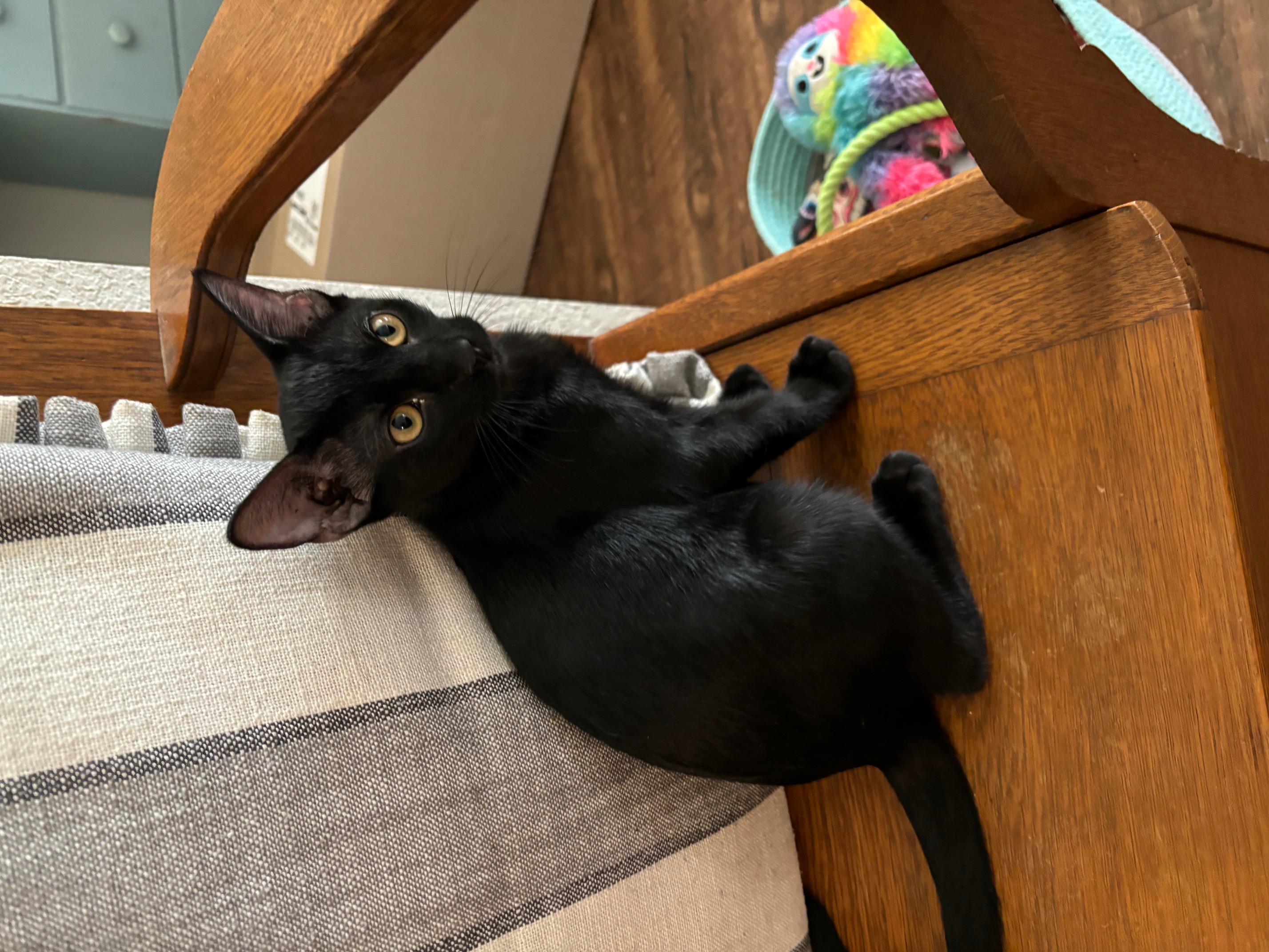 Toothless, Adoptable, Adult Male Domestic Short Hair.