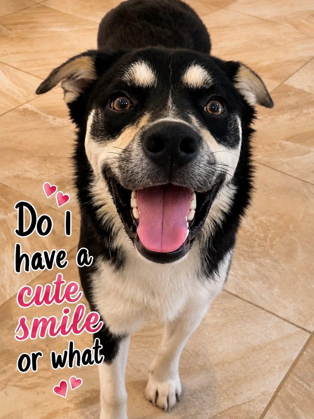 Freddie, adopted, Adult Male Husky.