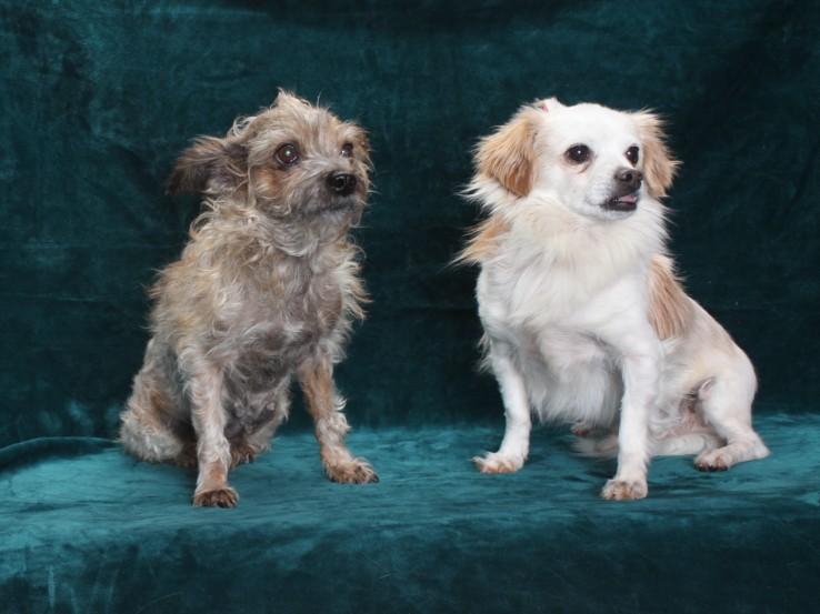 NANA, Adoptable, Adult Female Terrier.