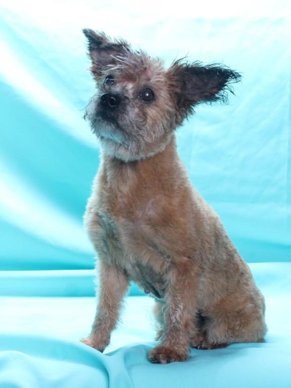 NANA, Adoptable, Adult Female Terrier.