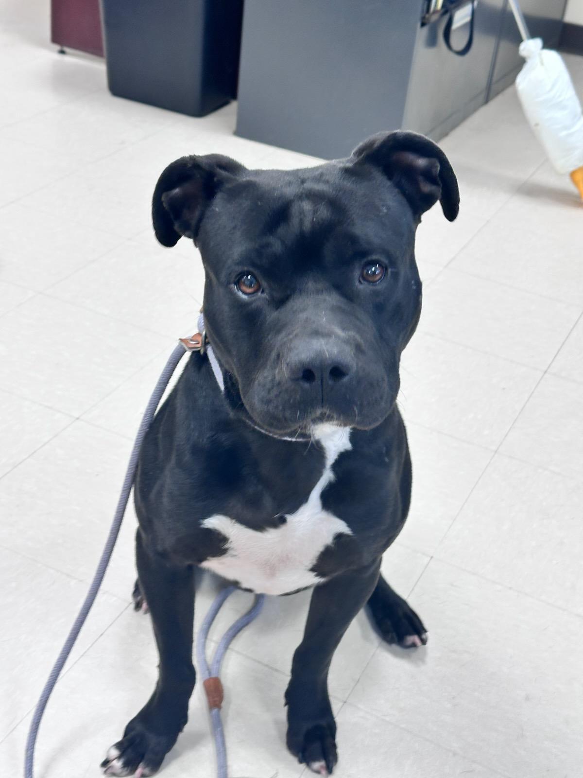 Logan, Adopted, Adult Male Staffordshire Bull Terrier.