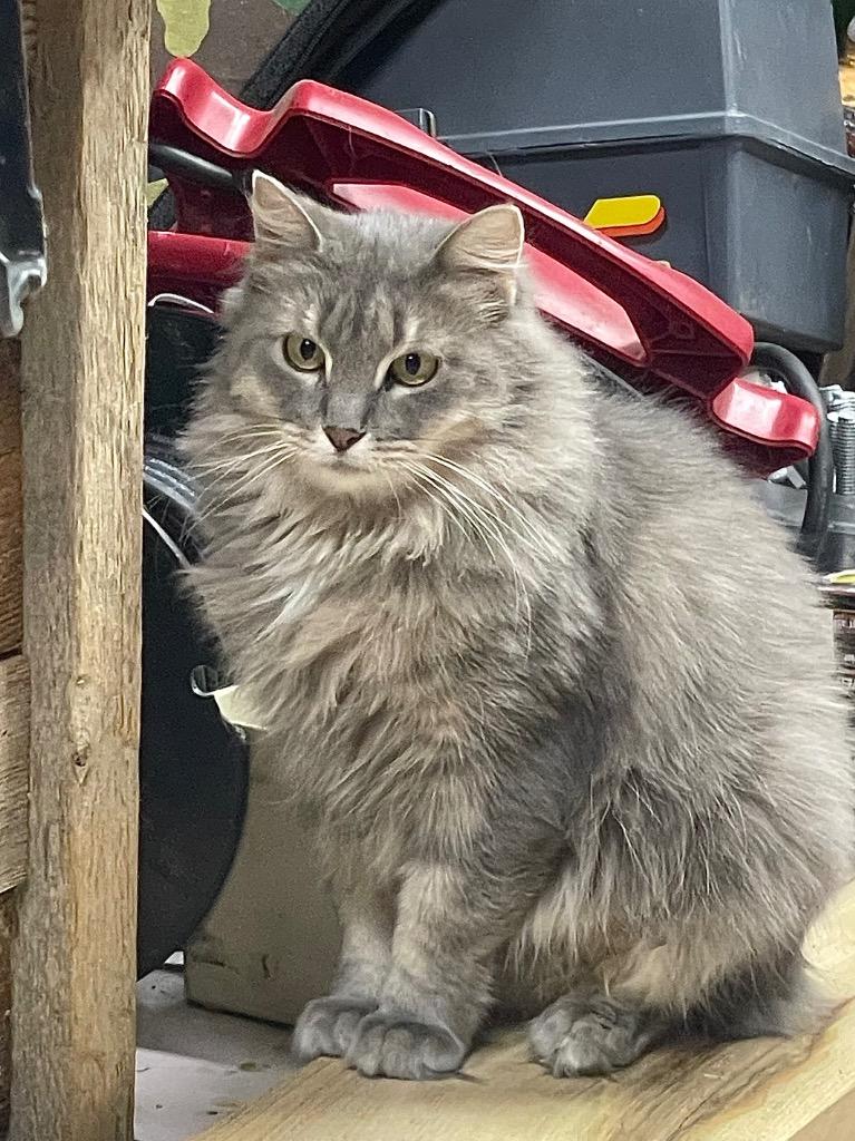 Maize, Adoptable, Adult Female Domestic Medium Hair.