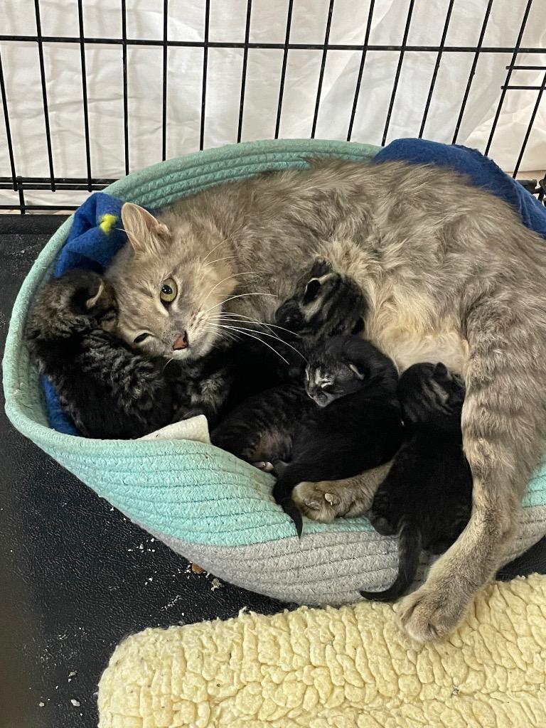 Enlarge Maize, a Adoptable mixed breed in Glenfield, NY image 3/3