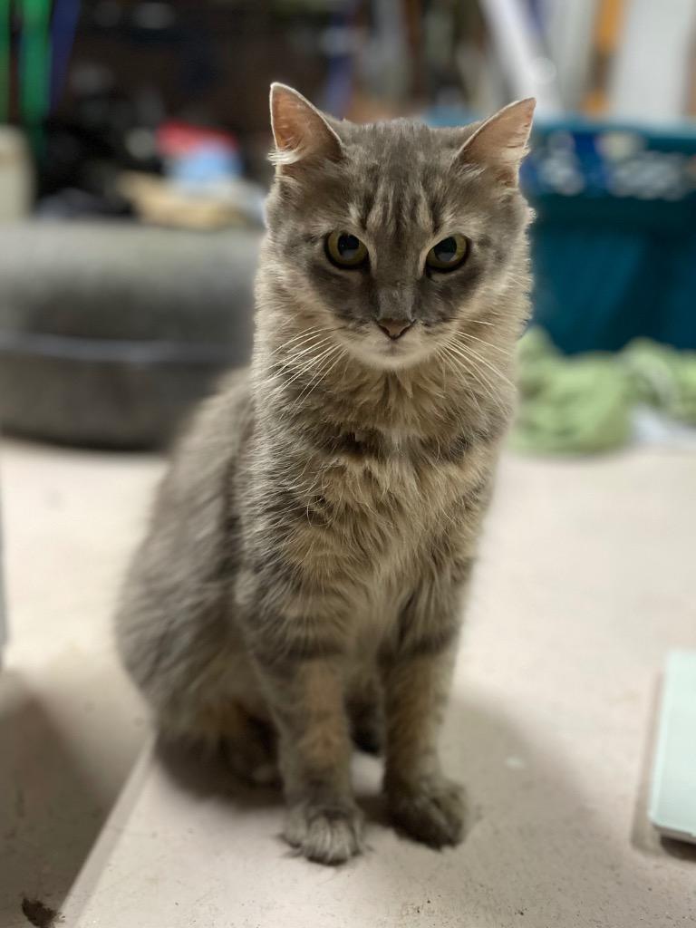 Enlarge Maize, a Adoptable mixed breed in Glenfield, NY image 2/3