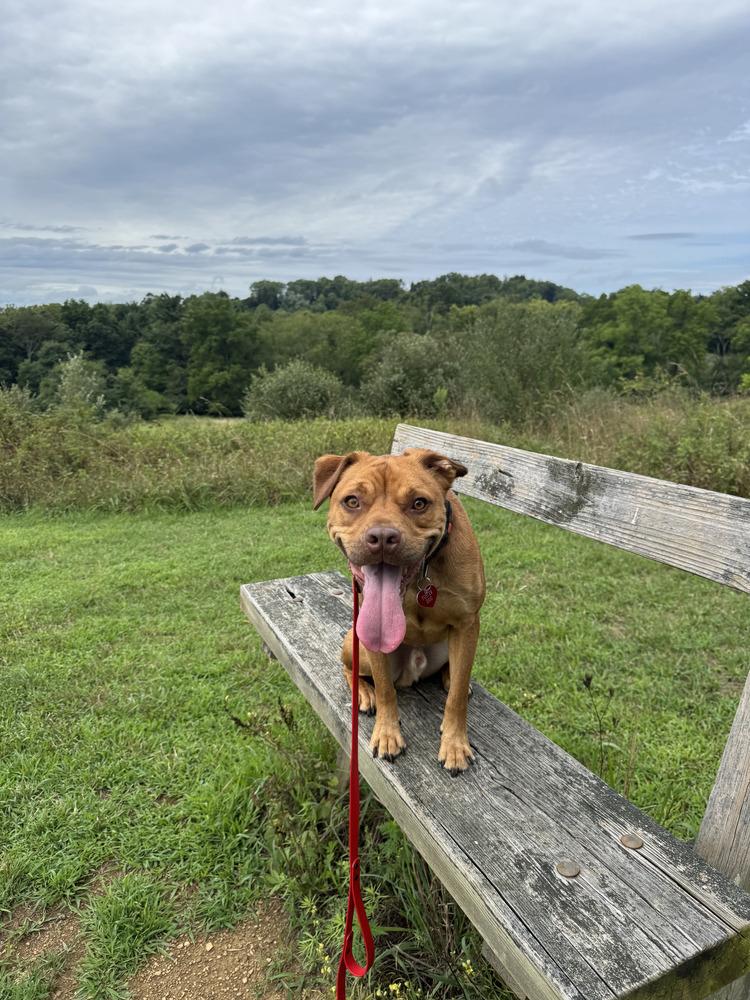 Enlarge Caillou, a Adoptable mixed breed in Springdale, PA image 2/6