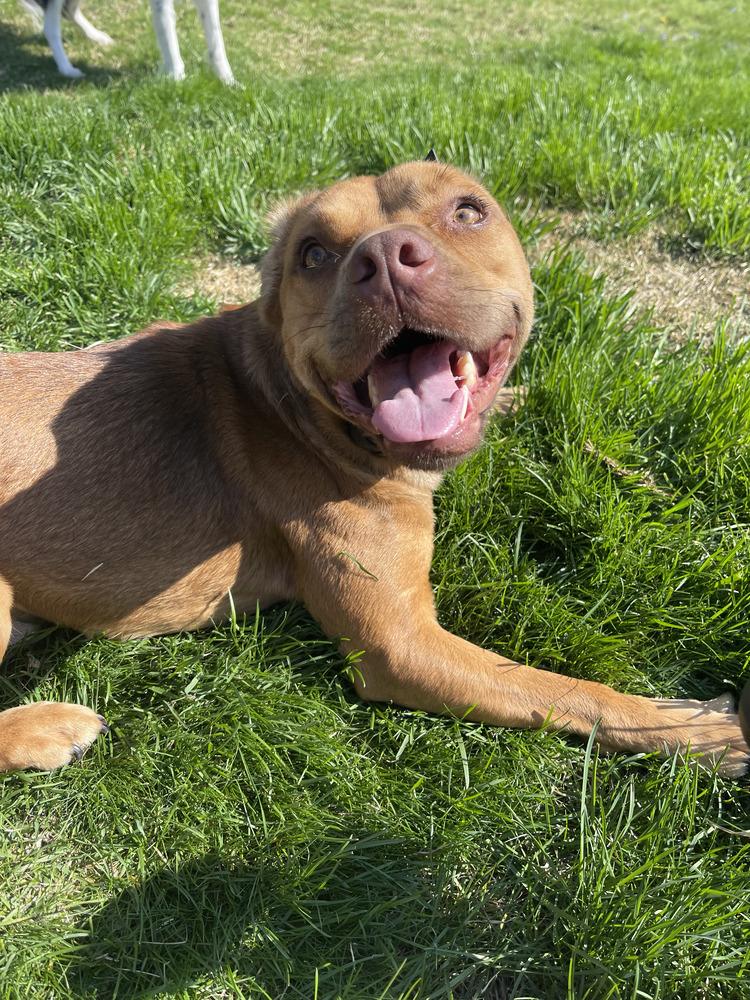 Enlarge Caillou, a Adoptable mixed breed in Springdale, PA image 4/6