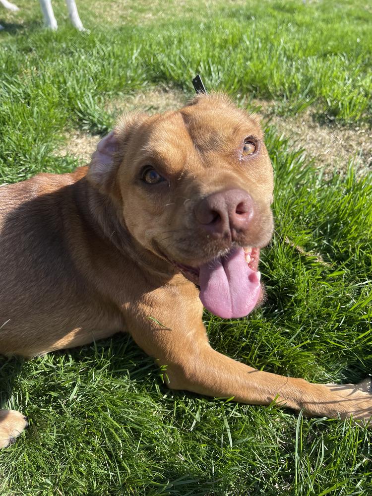 Enlarge Caillou, a Adoptable mixed breed in Springdale, PA image 6/6
