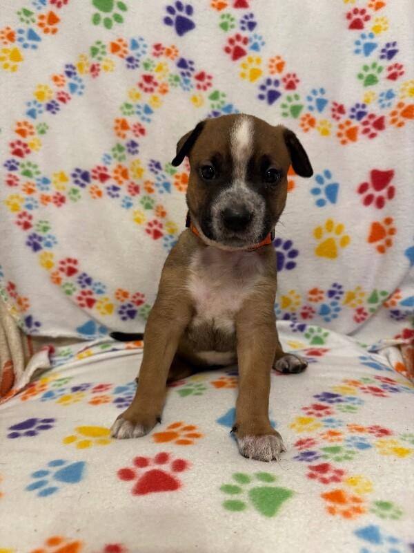 SIMBA (ORANGE) DISNEY, Adoptable, Adult Male Mixed Breed & Pit Bull Terrier.