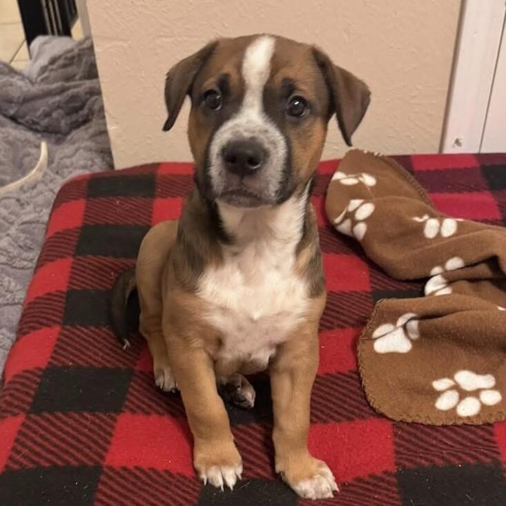 SIMBA (ORANGE) DISNEY, Adoptable, Puppy Male Mixed Breed & Pit Bull Terrier.