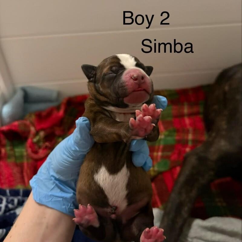 Enlarge SIMBA (ORANGE) DISNEY, a Adoptable mixed breed in lawton, OK image 1/2