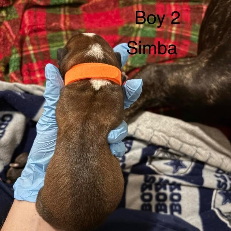 Enlarge SIMBA (ORANGE) DISNEY, a Adoptable mixed breed in lawton, OK image 2/2