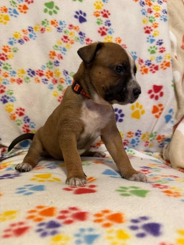 Enlarge SIMBA (ORANGE) DISNEY, a Adoptable mixed breed in lawton, OK image 4/5