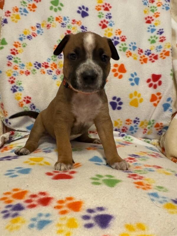 Enlarge SIMBA (ORANGE) DISNEY, a Adoptable mixed breed in lawton, OK image 5/5