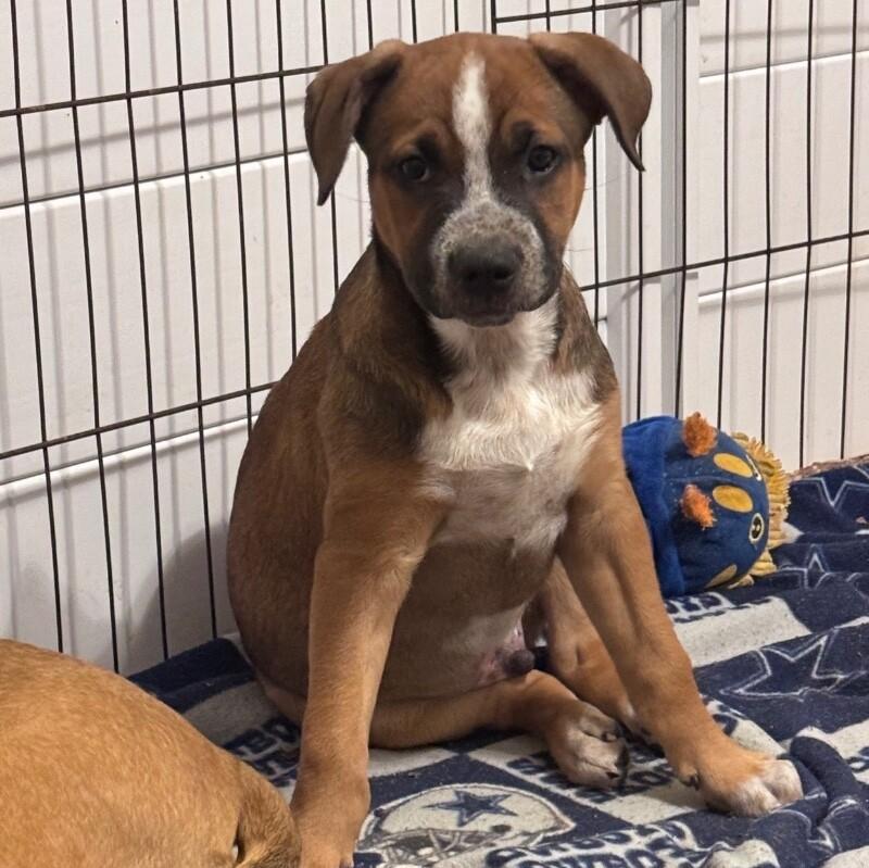 Enlarge SIMBA (ORANGE) DISNEY, a Adoptable mixed breed in lawton, OK image 6/6