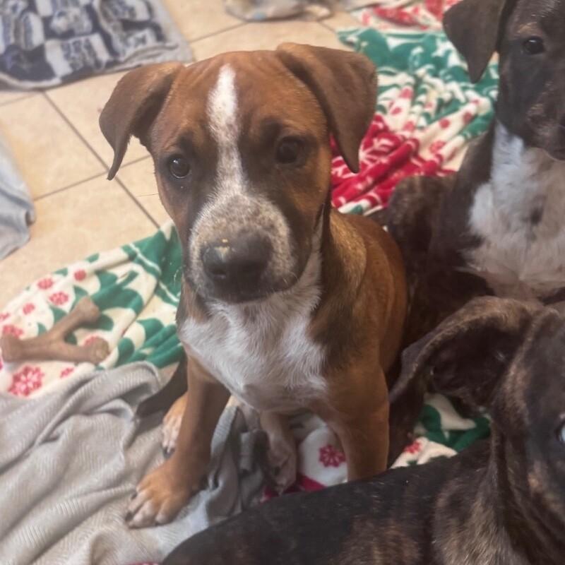 Enlarge SIMBA (ORANGE) DISNEY, a Adoptable mixed breed in lawton, OK image 6/6