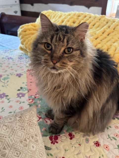 MoMo - Adoption Pending!, Adult Male unknown