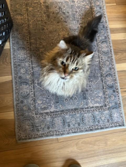 MoMo - Sweet 8-9 Year Old Fluffy Man! photo 3