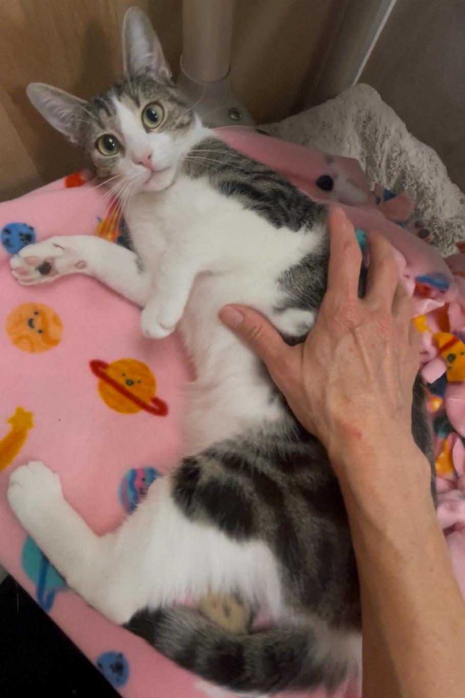 Lily, adoptable, Young Female Domestic Short Hair.