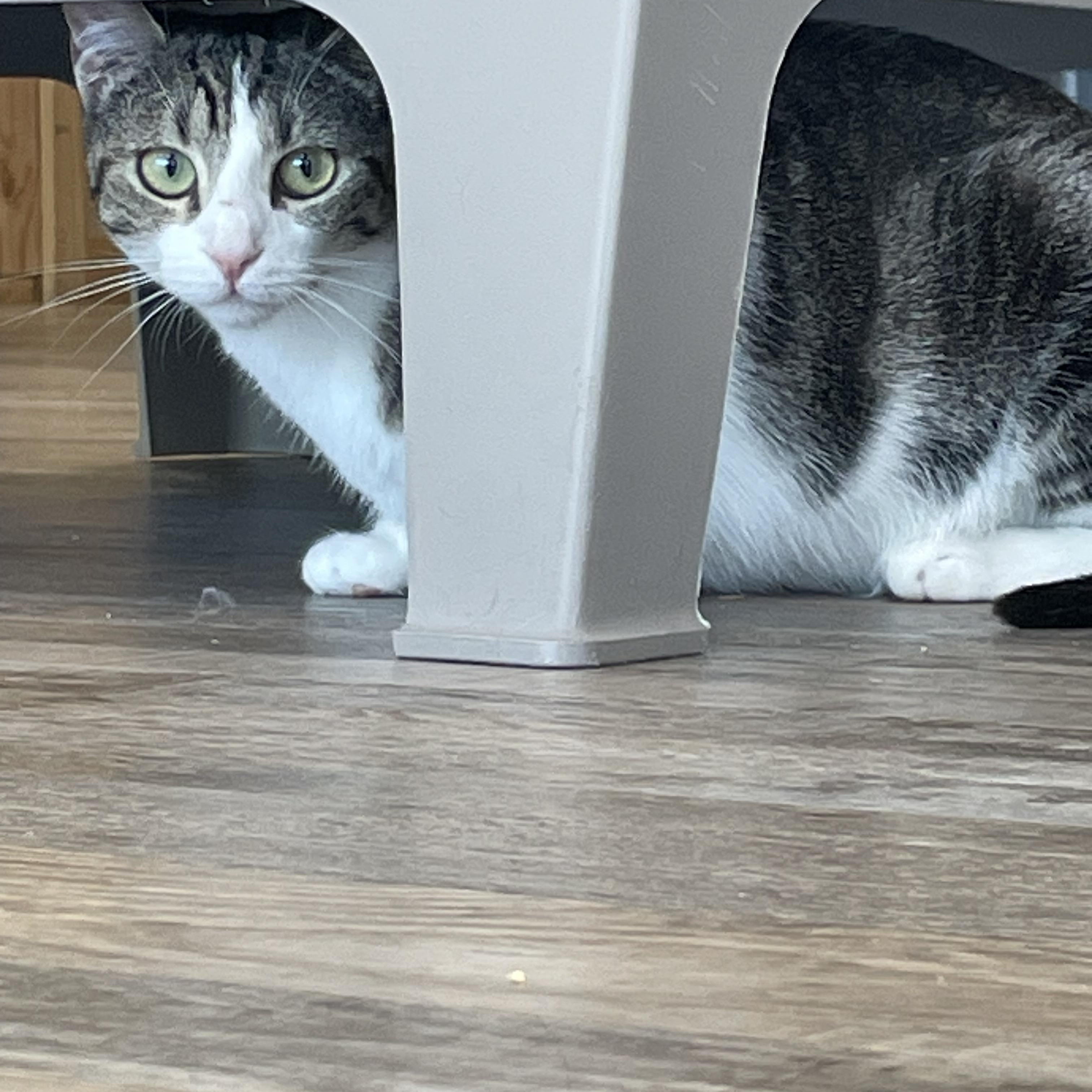 Lily, Young Female Domestic Short Hair