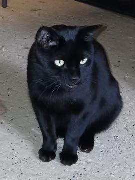 Daniel, ADOPTABLE, Young Male Domestic Short Hair.