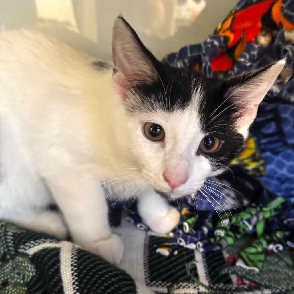 Enlarge Cowboy, a Adoptable Domestic Short Hair in Wheeling, IL image 1/2