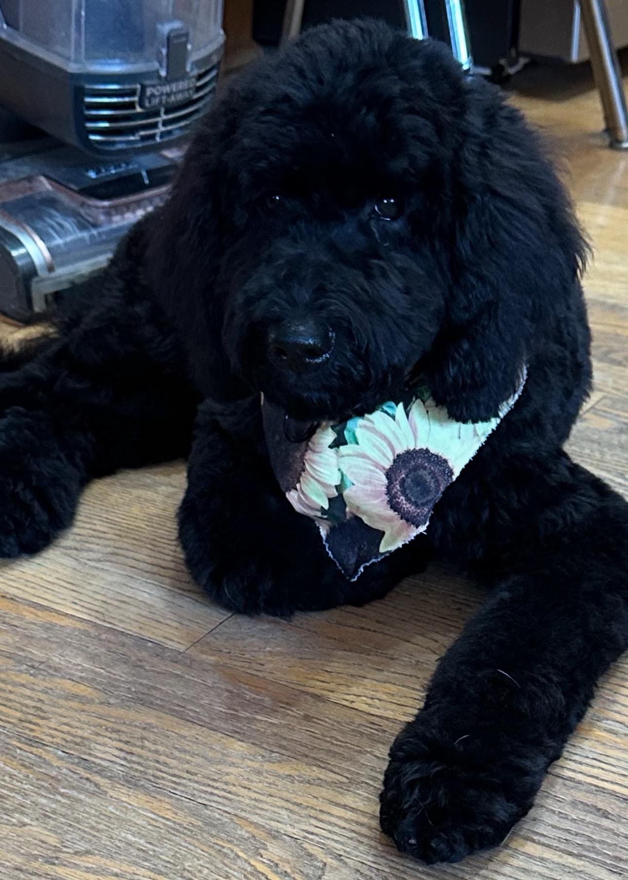 Martini, an adoptable Labradoodle in Huntley, IL, 60142 | Photo Image 1