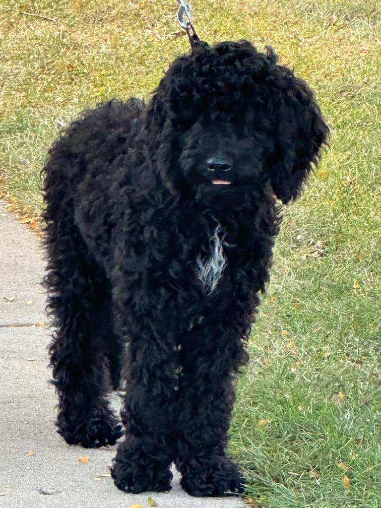 Martini, an adoptable Labradoodle in Huntley, IL, 60142 | Photo Image 2