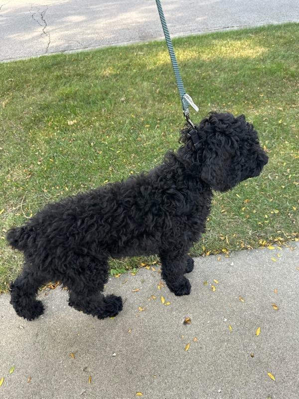Martini, an adoptable Labradoodle in Huntley, IL, 60142 | Photo Image 3